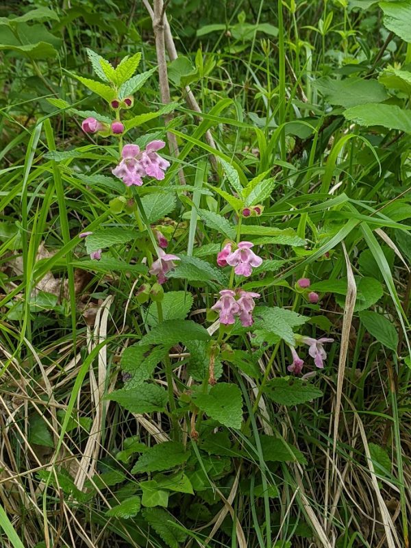 Miel des Truffières – Image 6