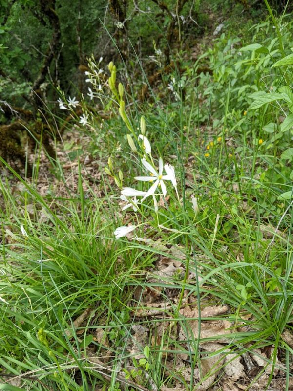 Miel des Truffières – Image 5