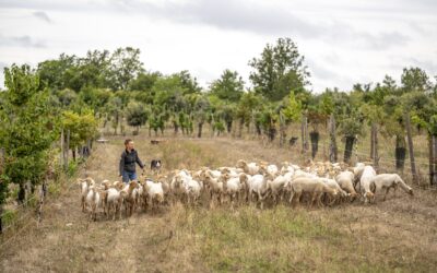 J’ai passé 20 ans à chercher une pâte feuilletée légère : voilà enfin la solution