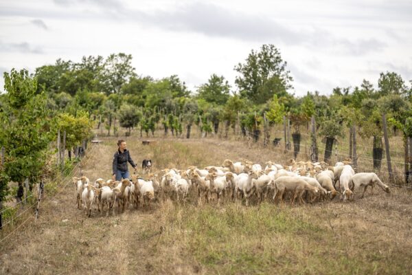 L'Agneau des Truffières livré prêt à cuisiner – Image 5