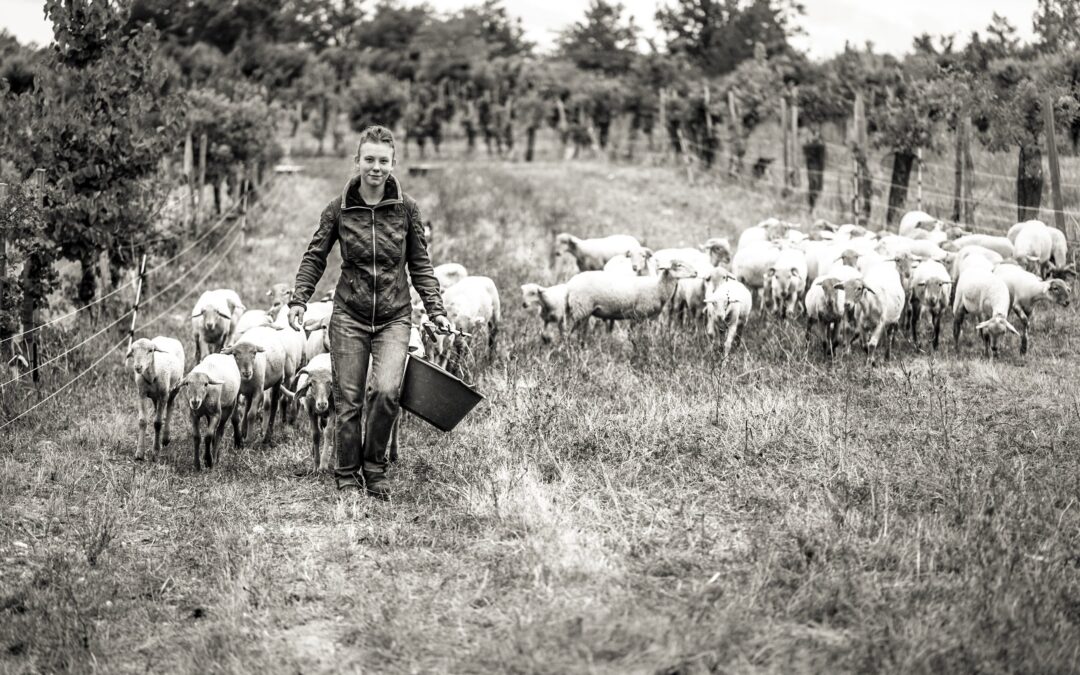 L’agneau, gardien des truffières du Quercy Blanc