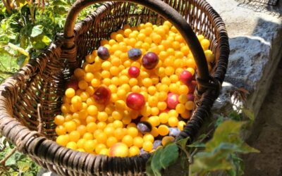 Le cadeau idéal pour ceux qui ont déjà tout