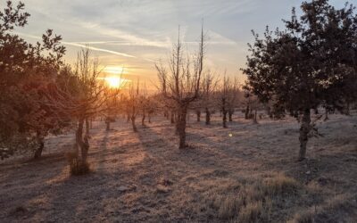 1953 : quand être bio était un acte de rébellion