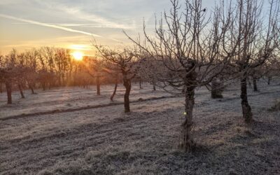 Le détail qui surprend tous ceux qui passent la porte du Domaine