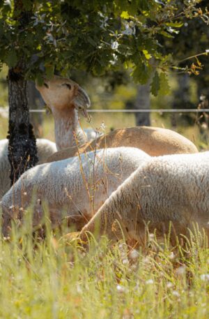 L'Agneau des Truffières livré prêt à cuisiner