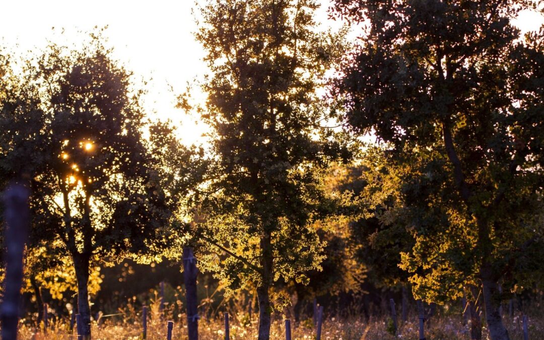 Sur TF1 à 13h40 : quand la chimie remplace la terre