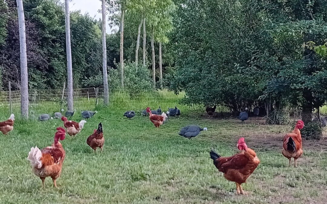 Le poulet bio n'est pas toujours meilleur