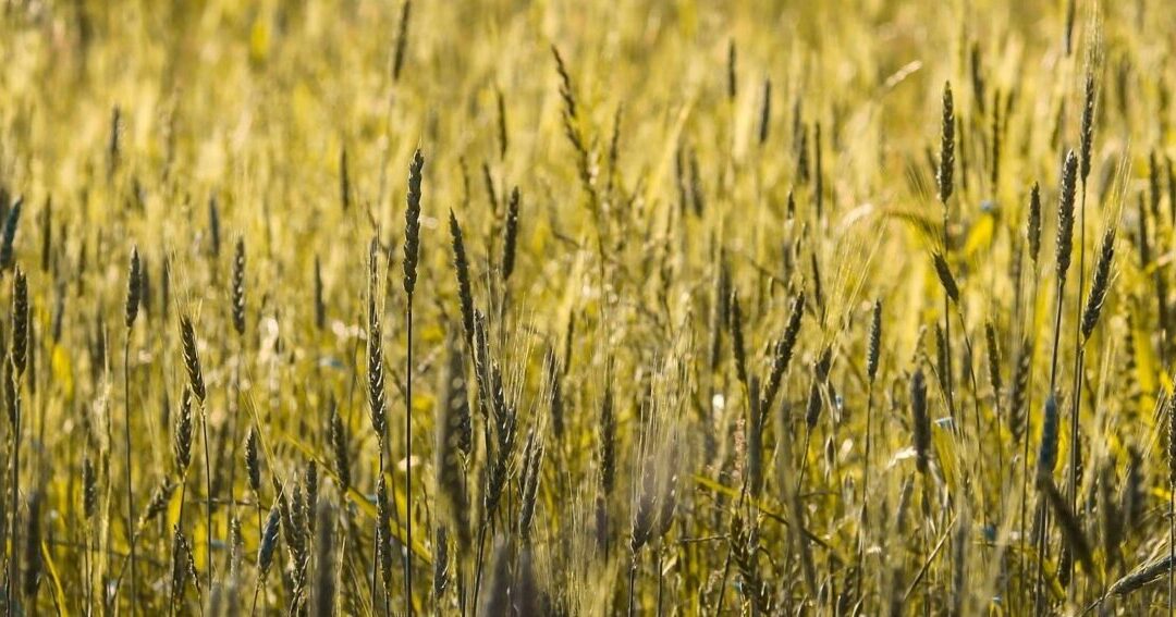 La révolution silencieuse d’un grain de blé