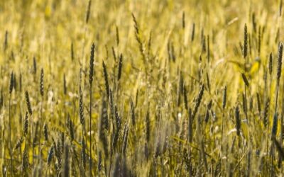 La révolution silencieuse d’un grain de blé