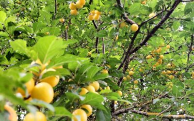 Comment la couleur jaune a piégé des millions de consommateurs ?