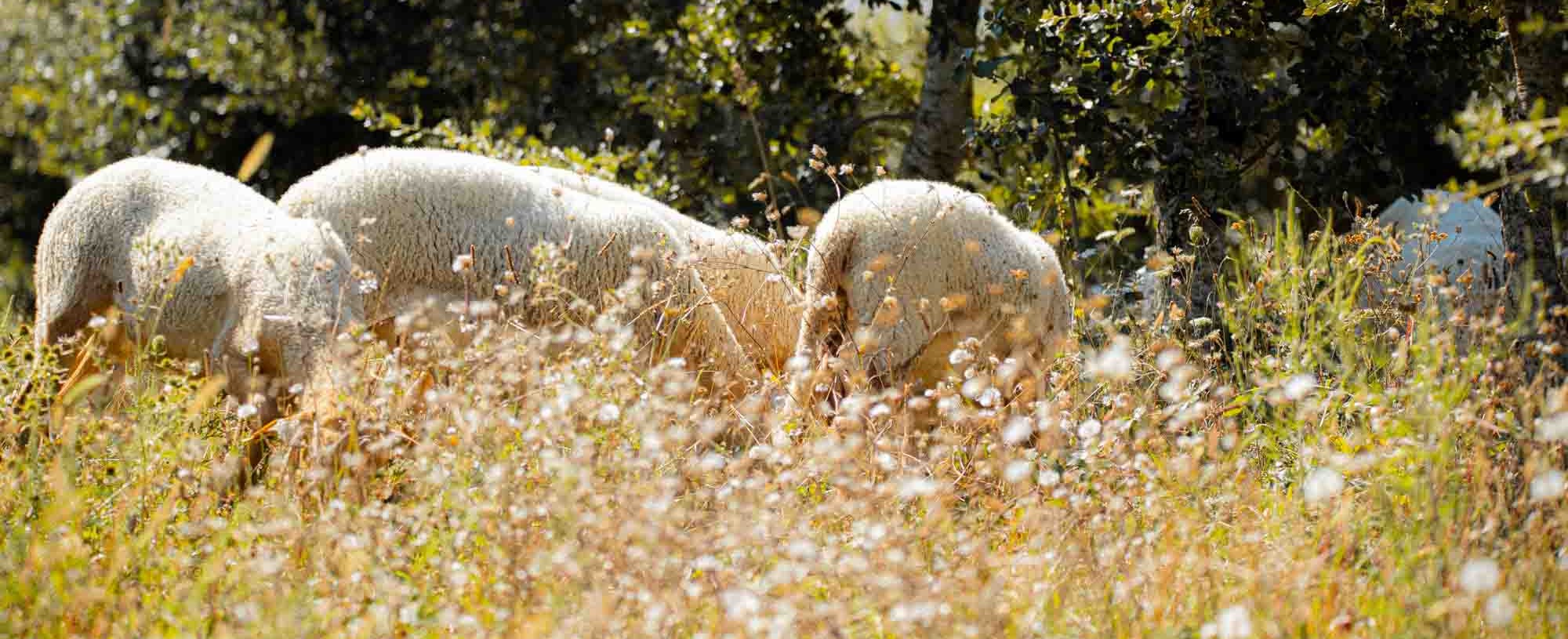L'agneau des truffières que les chefs réservent un an à l'avance