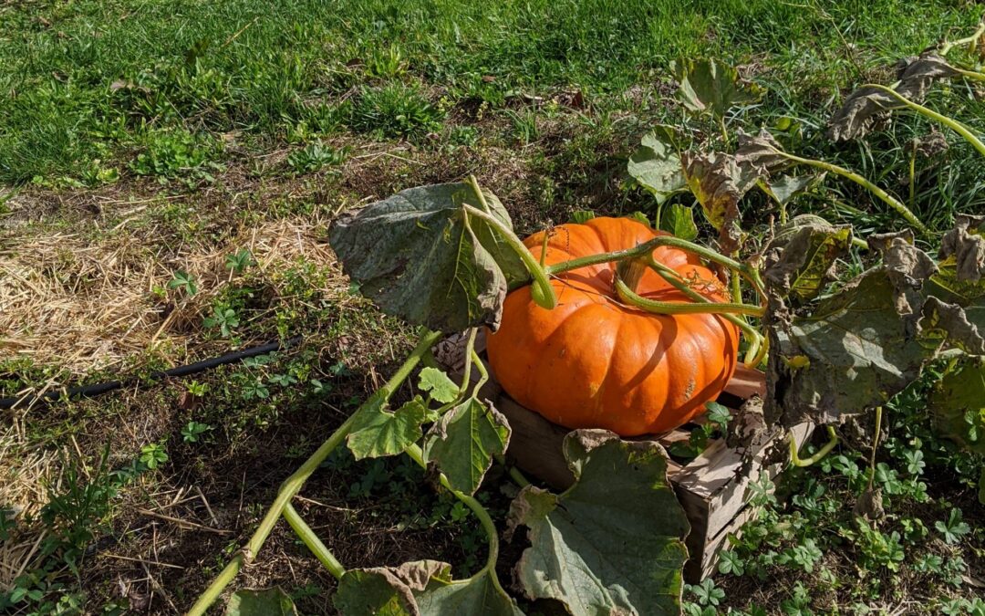 Recette du dimanche : velouté du curé