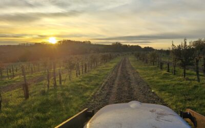 Le geste auguste du semeur