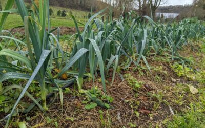 Recette du dimanche printanière