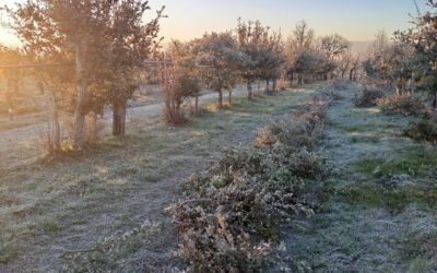 La truffe disparaît dans quelques jours, voici comment lui dire au revoir