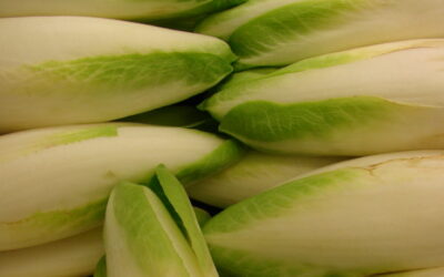 Gratin d'endives, béchamel légère et ventrèche de Porc Gascon