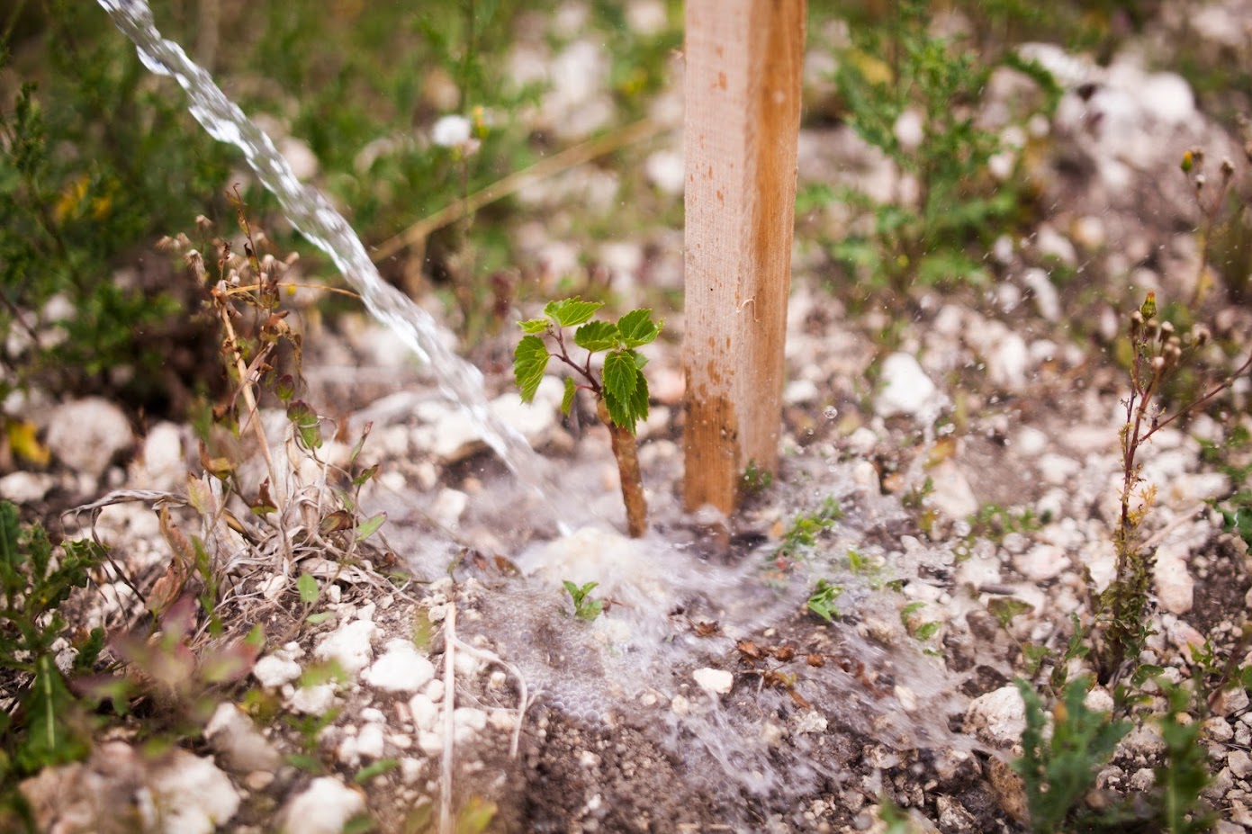 Les vignes ont soif