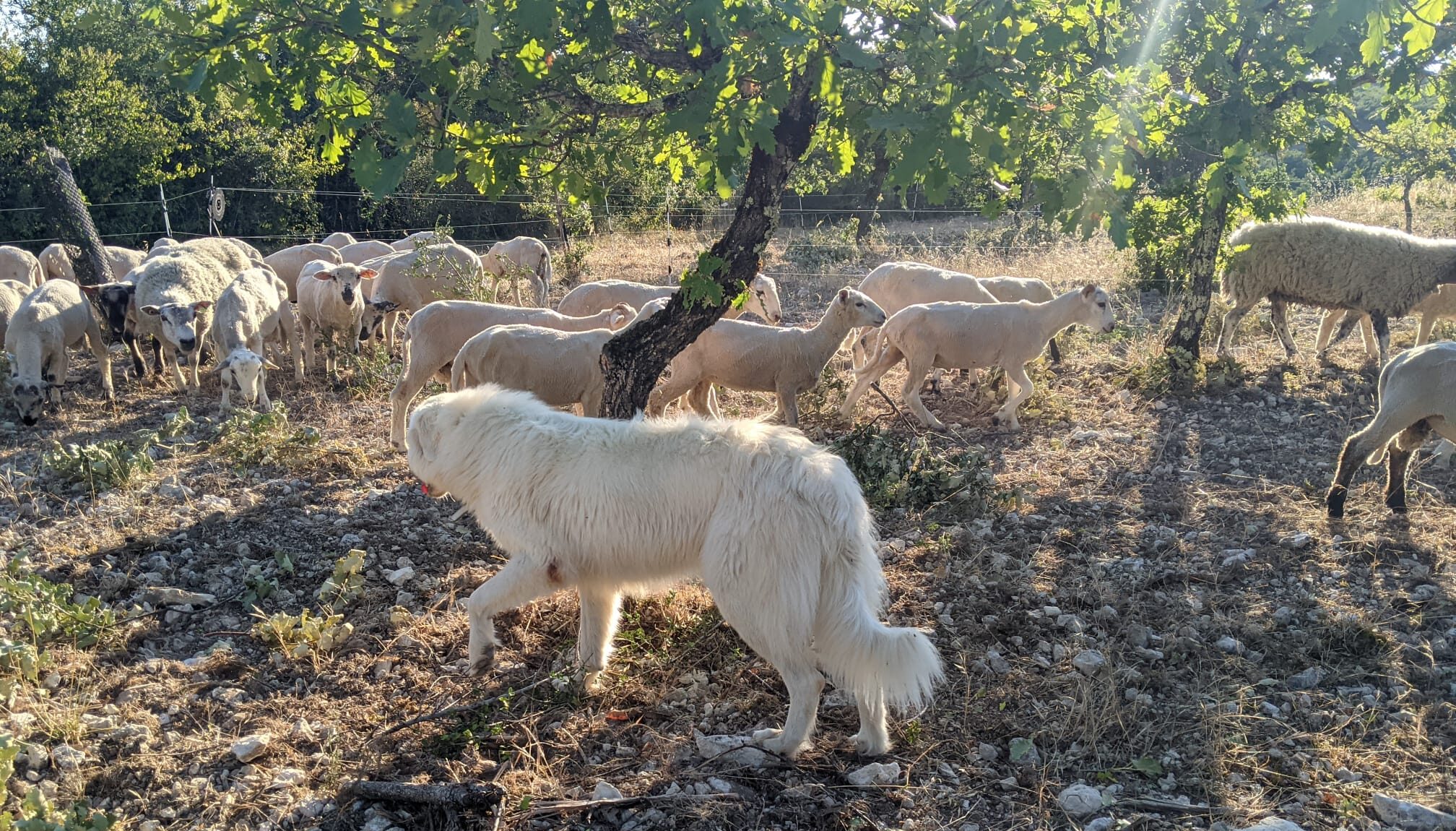 Recette d'épaule d'Agneau des Truffières