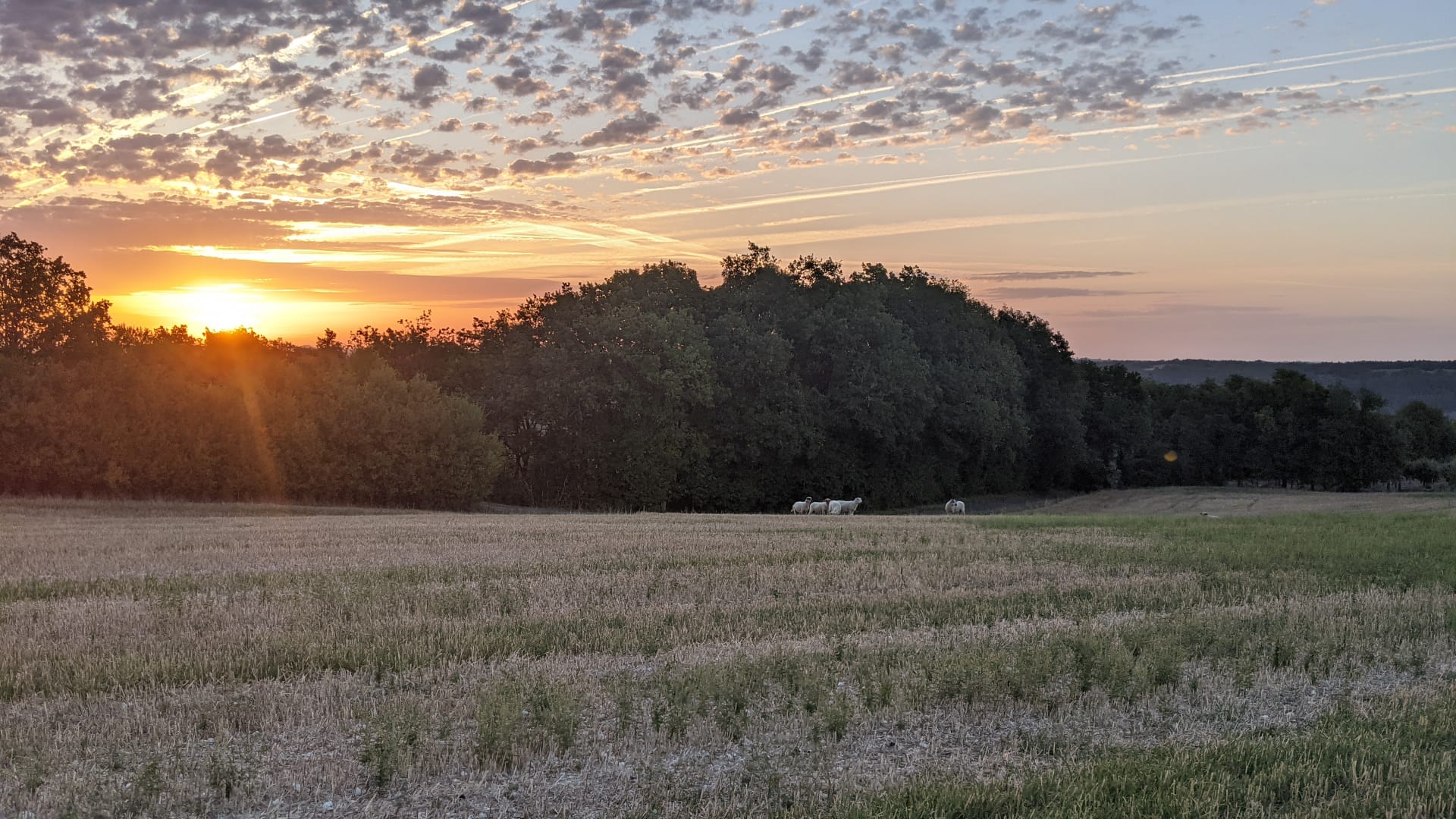 Les agneaux fugueurs dans le champ du voisin au petit matin
